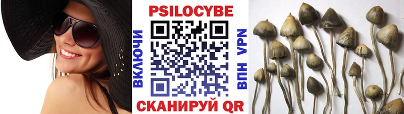 Псилоцибиновые грибы Cubensis  Нижний Новгород 